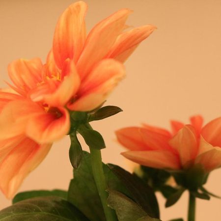Haus Mandarina Διαμέρισμα Palit Εξωτερικό φωτογραφία