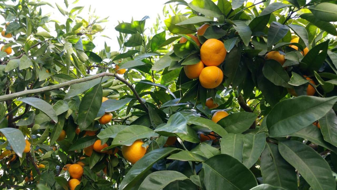 Haus Mandarina Διαμέρισμα Palit Εξωτερικό φωτογραφία