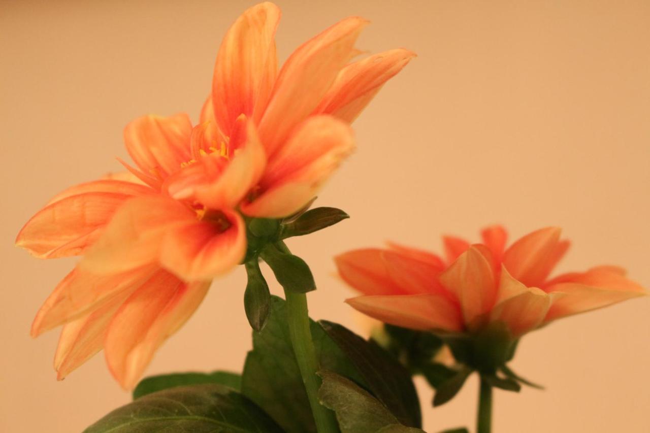 Haus Mandarina Διαμέρισμα Palit Εξωτερικό φωτογραφία